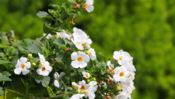 White flowering Sutera cordata - bacopa