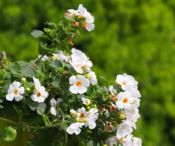 White flowering Sutera cordata - bacopa