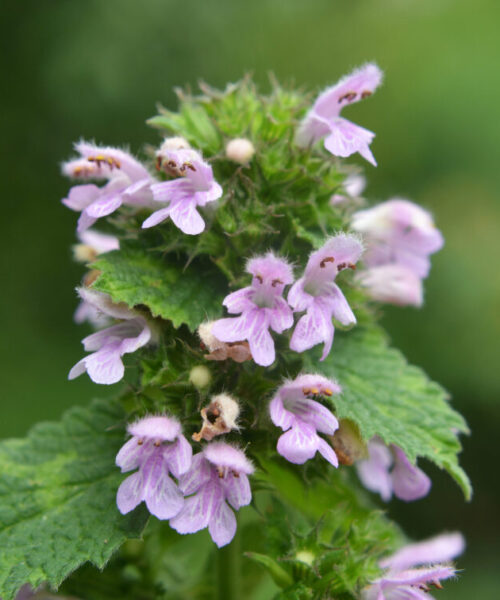 Ballota nigra blooms in nature