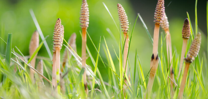 Field horsetail (Equisetum arvense) fertile stems