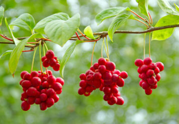 Crop of useful plant. Red schisandra hang in row on green branch