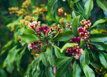 Clove tree with spicy raw flowers and sticks