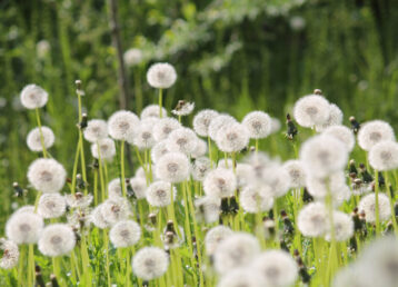 Field of dandelions with white seed heads and green grass