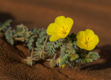 Small Caltrops - Tribulus terrestris, beautiful small plant with